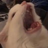 Player rage